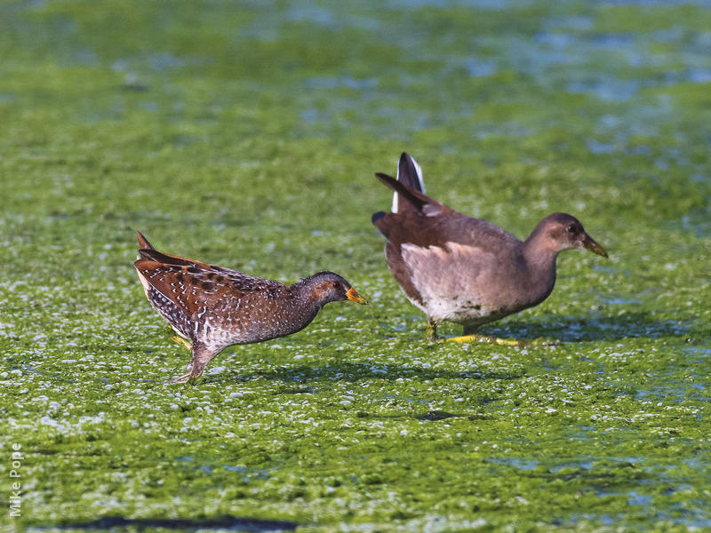 Spotted Crake (and immature Moorhen, right)