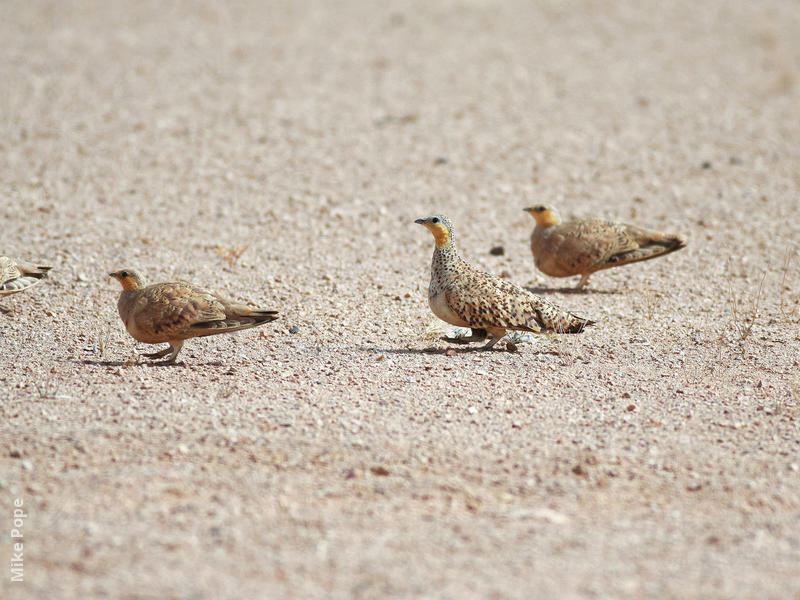 Spotted Sandgrouse (Males, OMAN)