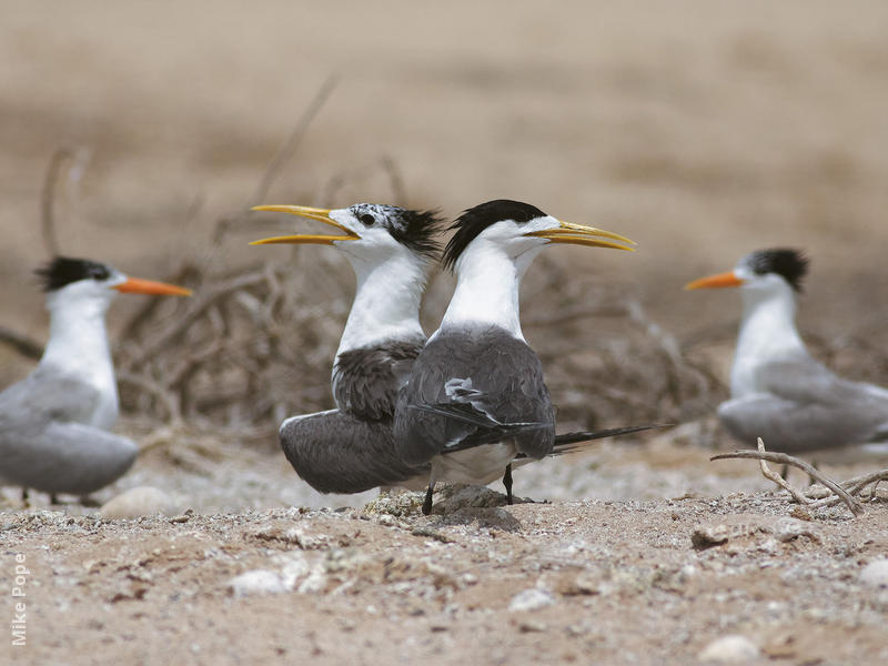 Swift Tern (Nesting colony with Lesser Crested Terns)