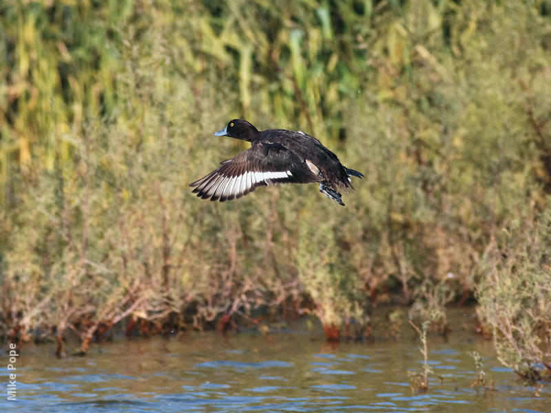 Tufted Duck (Male)
