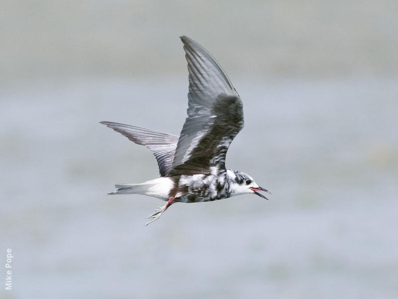 White-winged Tern (Moulting early autumn)