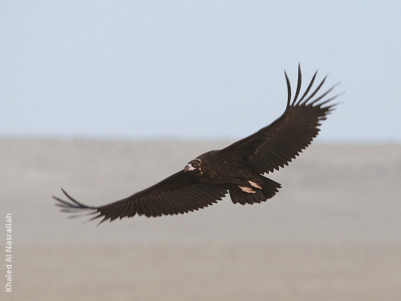 Cinereous Vulture (Immature)