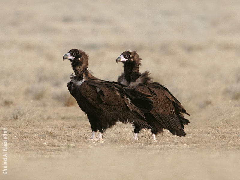 Cinereous Vulture (Immatures)