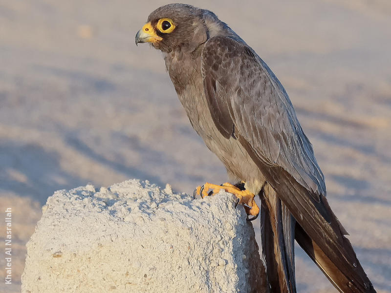 Sooty Falcon (11th record for Kuwait, Oct. 2013)