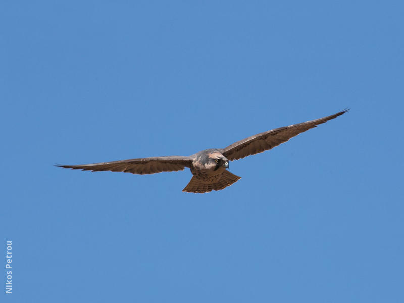 Lanner Falcon (GREECE)