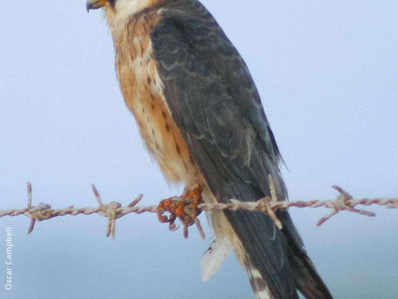 Red-footed Falcon (Female, UAE)