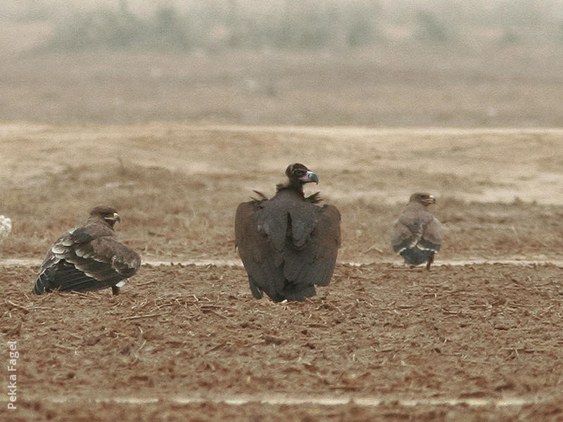 Cinereous Vulture (Immature with Steppe Eagles)