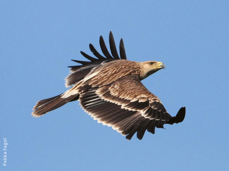 Eastern Imperial Eagle (Immature)