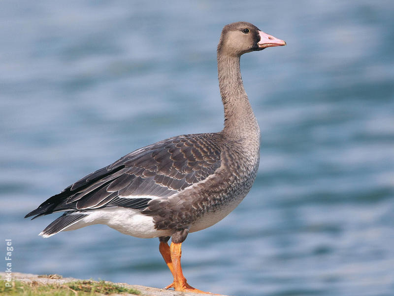 Greater White-fronted Goose (Juvenile)