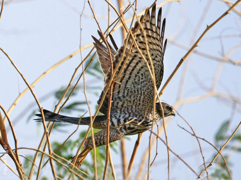 Levant Sparrowhawk (Juvenile)