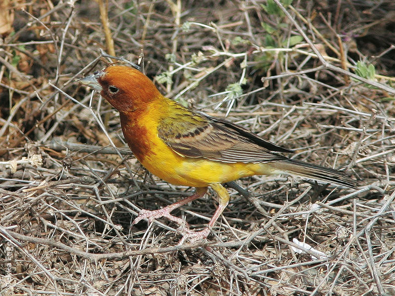 Red-headed Bunting (Male)