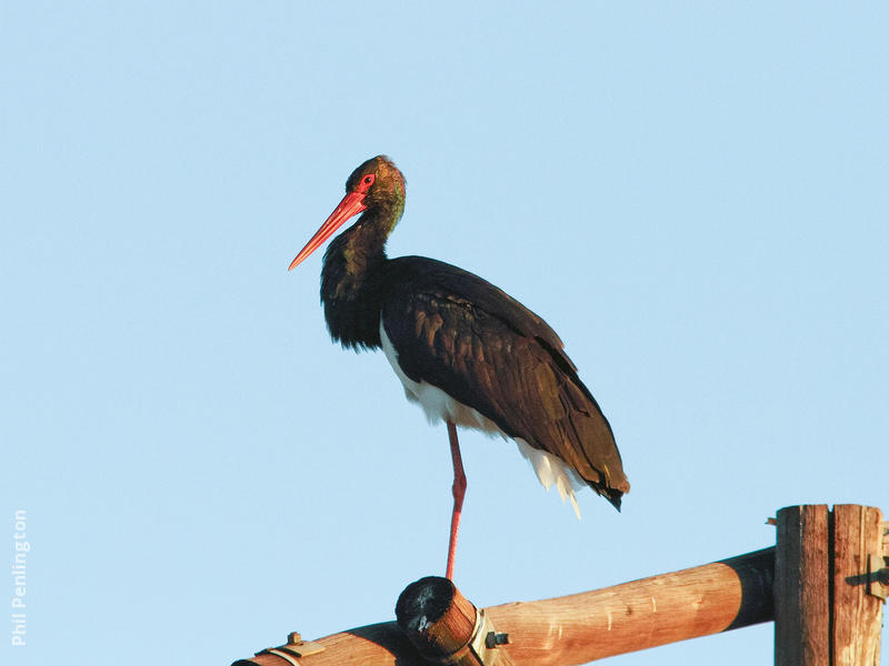 Black Stork (SOUTH AFRICA)
