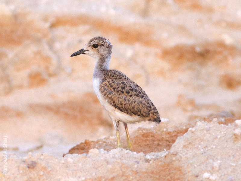 White-tailed Lapwing (Fledgling)