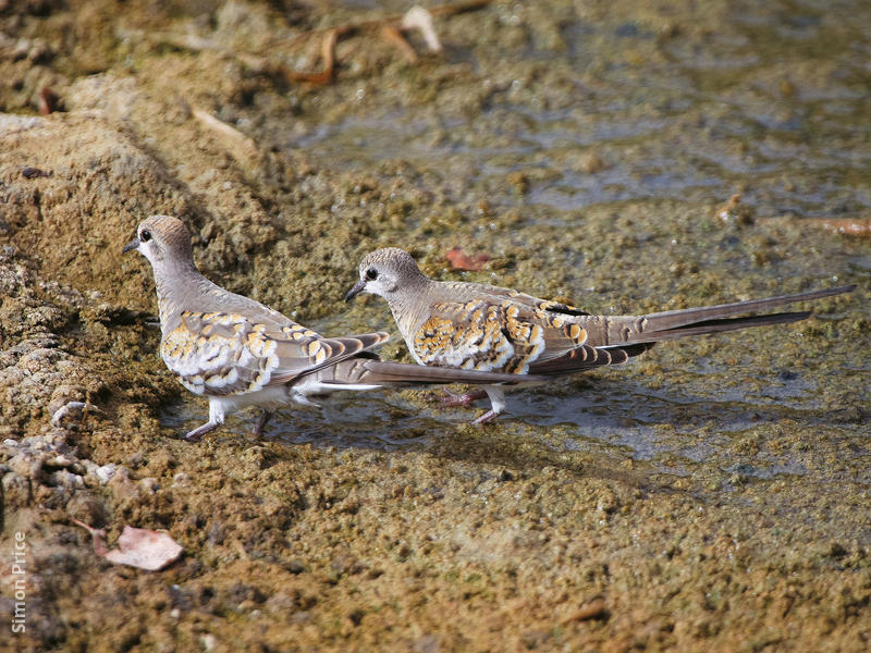 Namaqua Dove (Juveniles)
