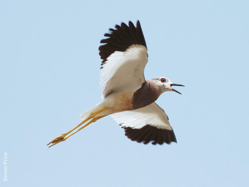 White-tailed Lapwing 