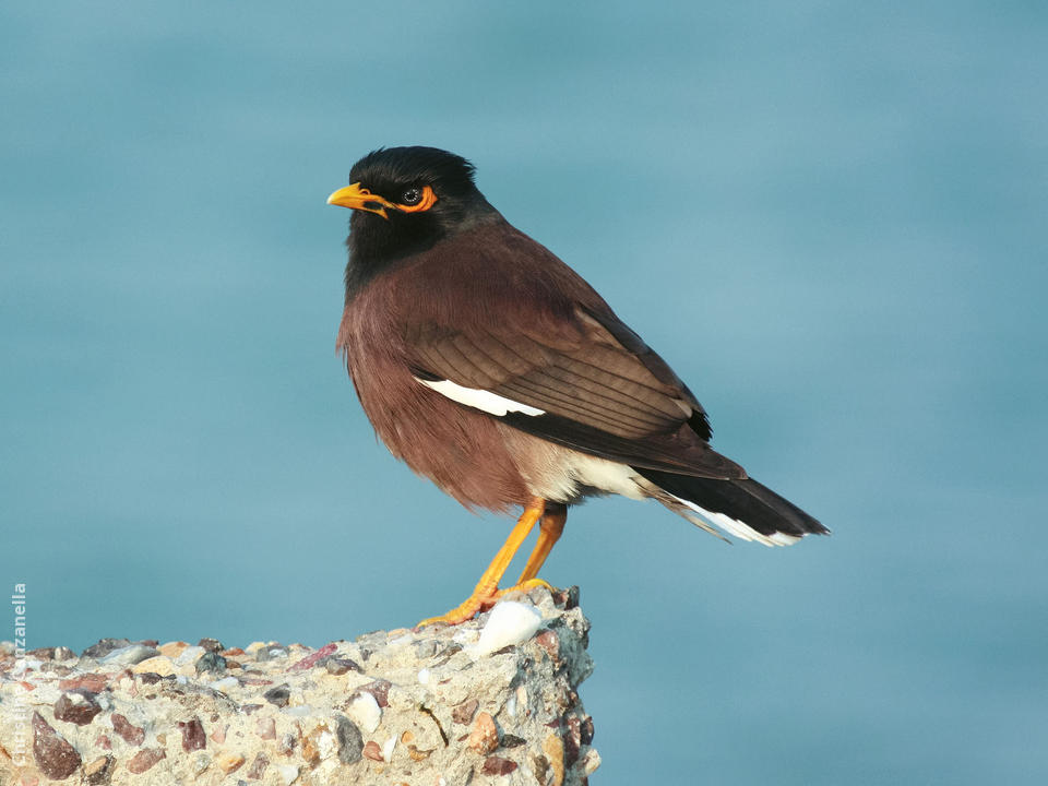 Myna 2024 bird price