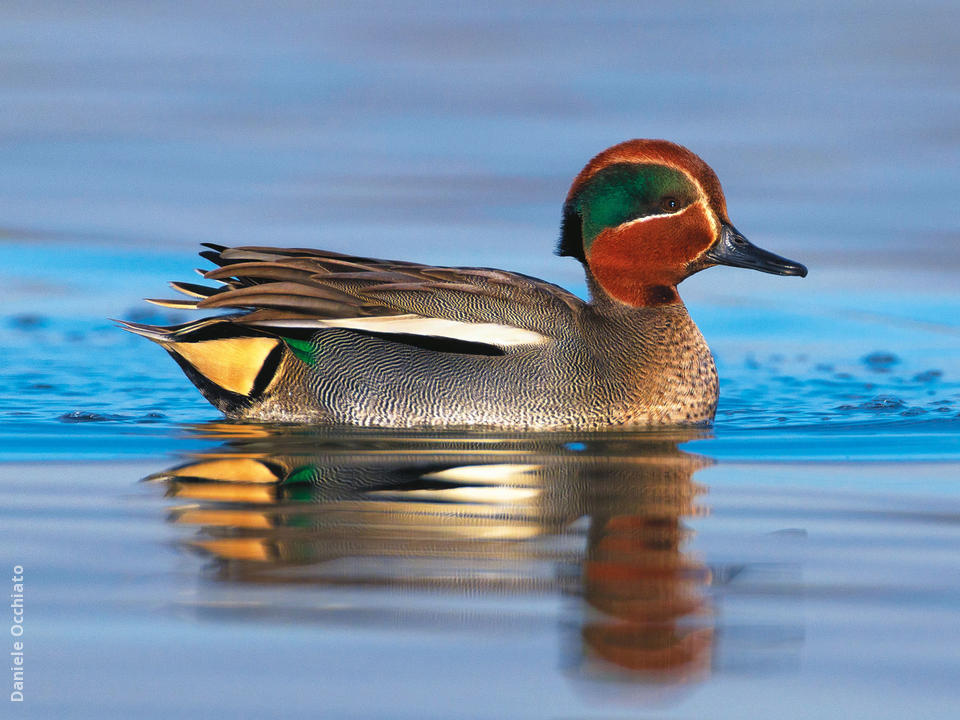 Eurasian Teal (Male, ITALY) | KuwaitBirds.org