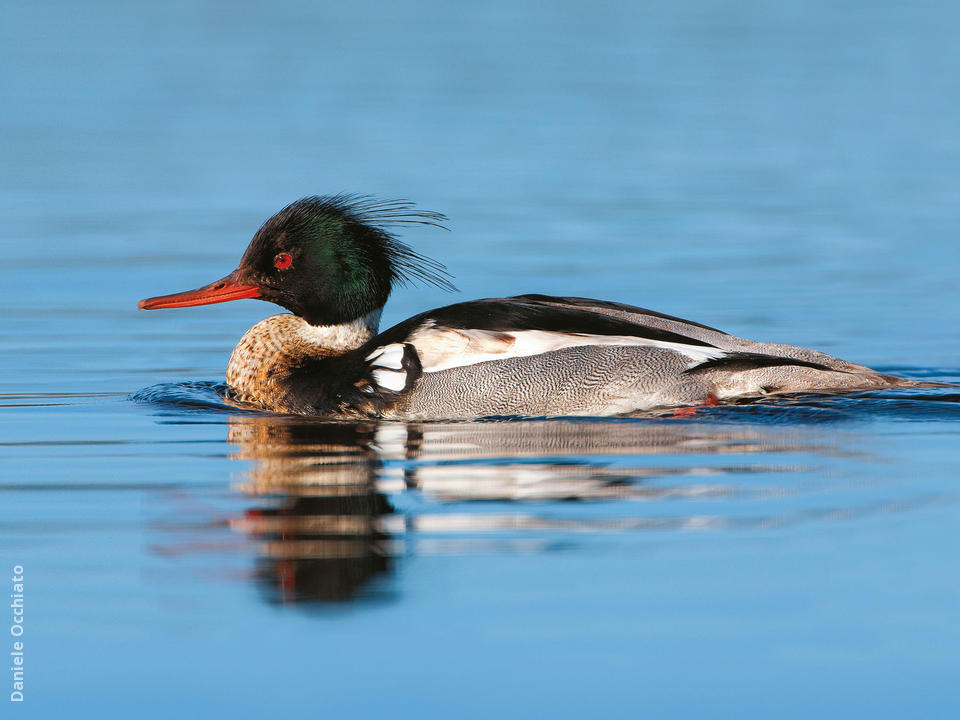 Red Breasted Merganser KuwaitBirds Org   Red Breasted Merganser Male Italy Do 0 