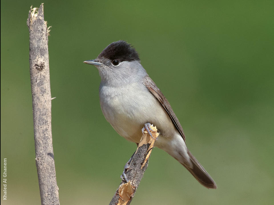 Male blackcap cheap