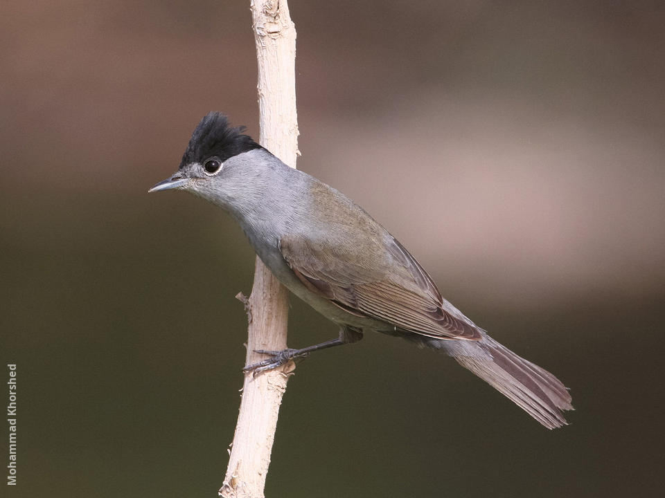 Male blackcap online