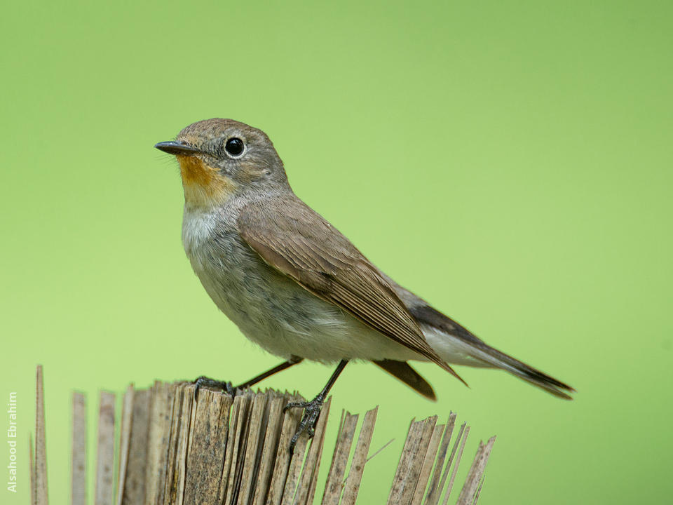 Taiga flycatcher deals