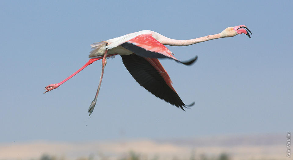 This wounded flamingo was fortunate to survive a shooting but it was left with a disabled leg. (photo by Aris Vidalis)