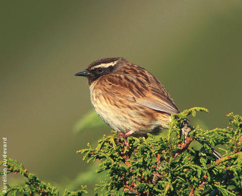 Black-throated Accentor - Male (KAZAKSTAN)