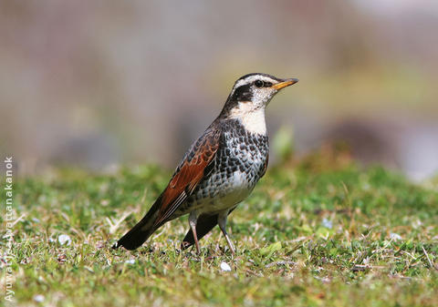 Dusky Thrush (JAPAN)