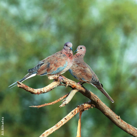 Laughing Dove