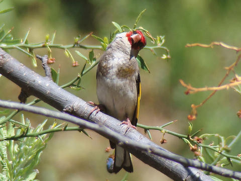 Eastern Goldfinch (INDIA)