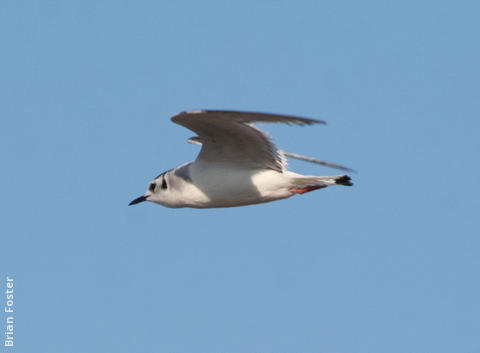 Little Gull (Immature winter)