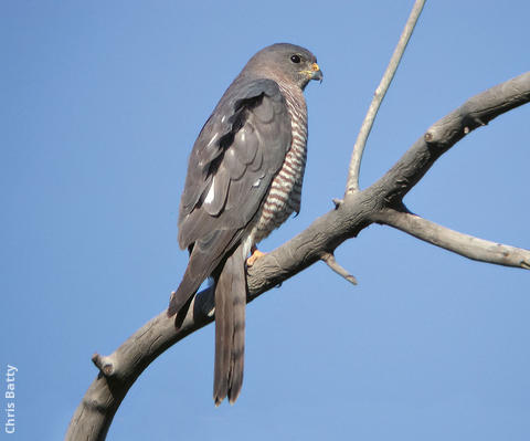 Levant Sparrowhawk (Female, ARMENIA)