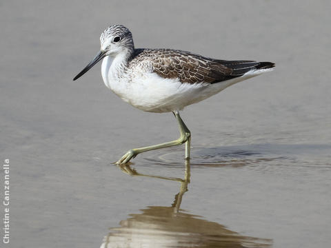 Common Greenshank (Winter)