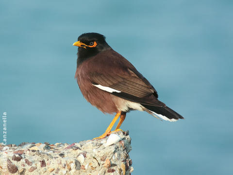 Common Myna 