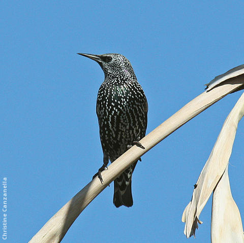 Common Starling (Winter)