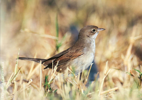 Common Whitethroat (Female or immature male)