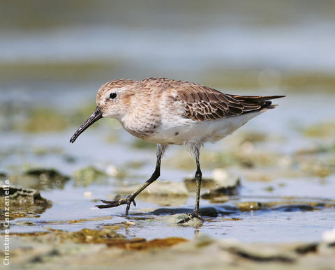 Dunlin (Winter)