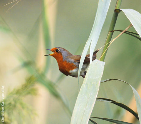 European Robin