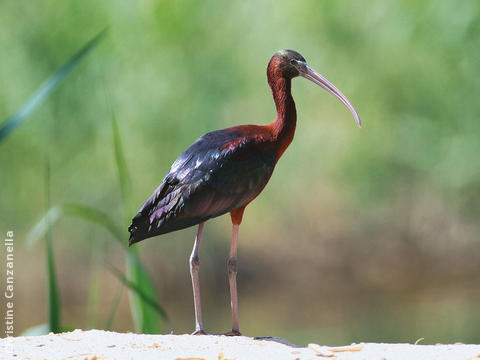 Glossy Ibis 