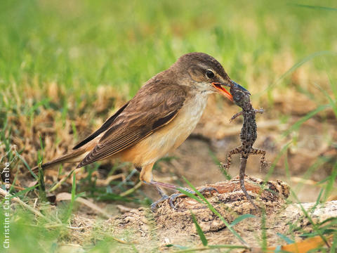 Great Reed Warbler (Capturing a gecko)