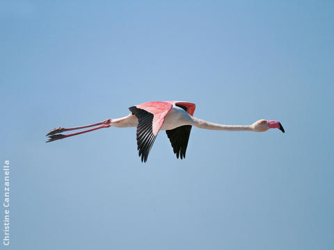 Greater Flamingo