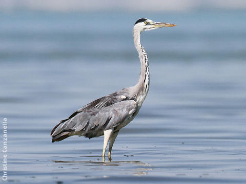 Grey Heron