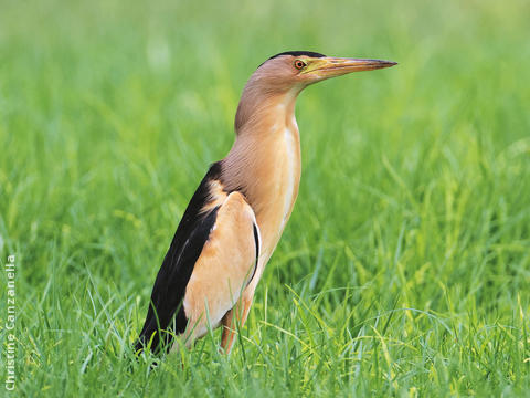 Little Bittern (Male)