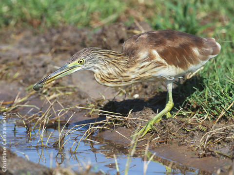 Squacco Heron (Immature autumn)