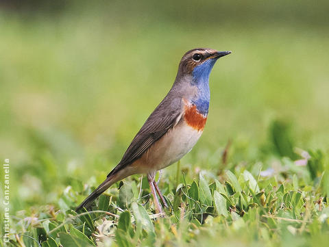 White-spotted Bluethroat (Male)