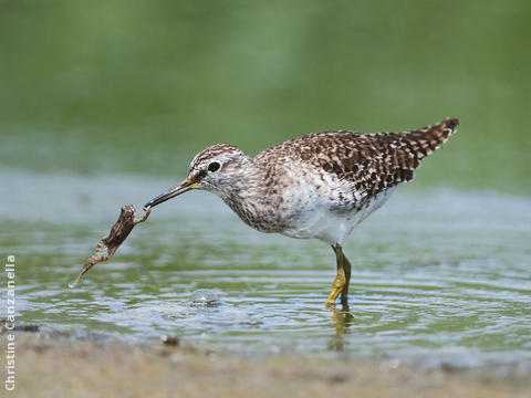 Wood Sandpiper (Spring)