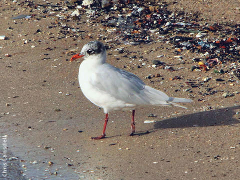 Mediterranean Gull (Winter)