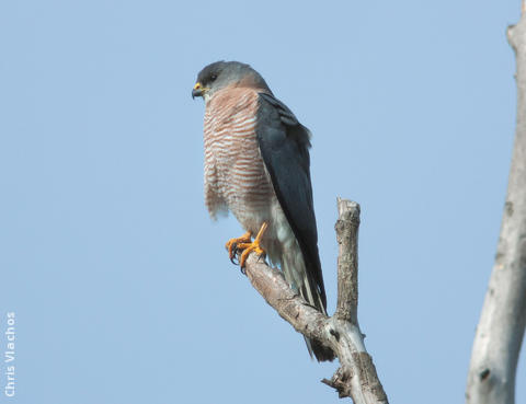 Levant Sparrowhawk (Male, GREECE)