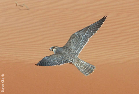 Barbary Falcon (UAE)