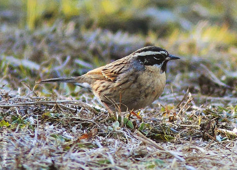 Black-throated Accentor (Male, INDIA)